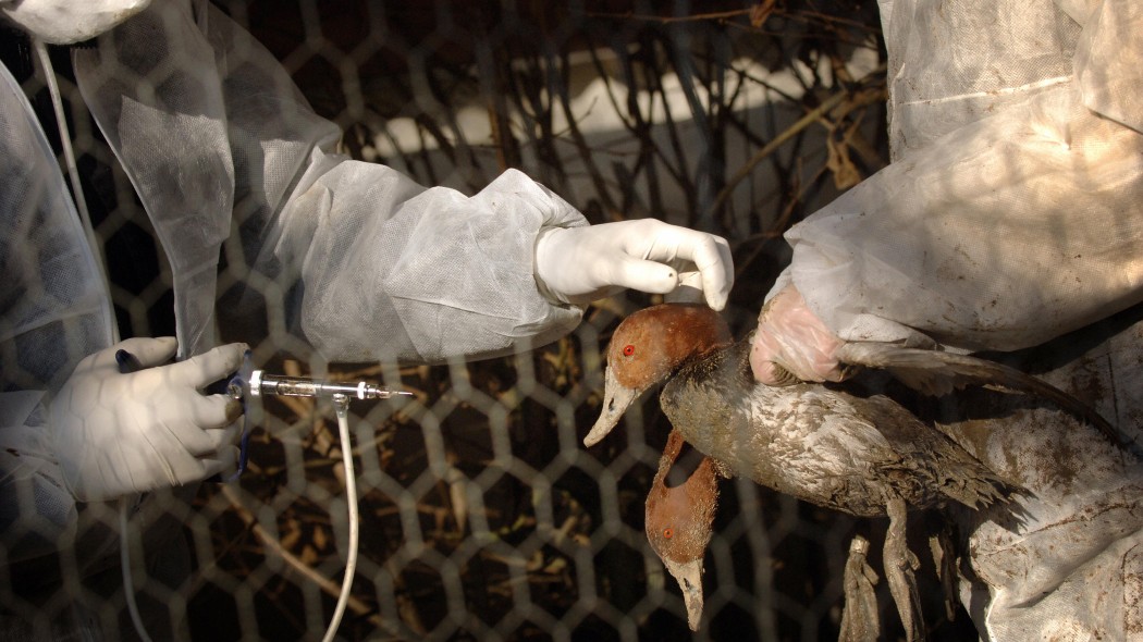 Perché non usare vaccini speciali sugli animali selvatici per evitare nuove pandemie?