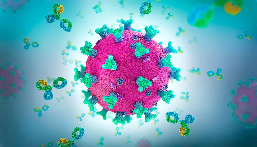 Come funzionano gli anticorpi super potenti che neutralizzano il coronavirus
