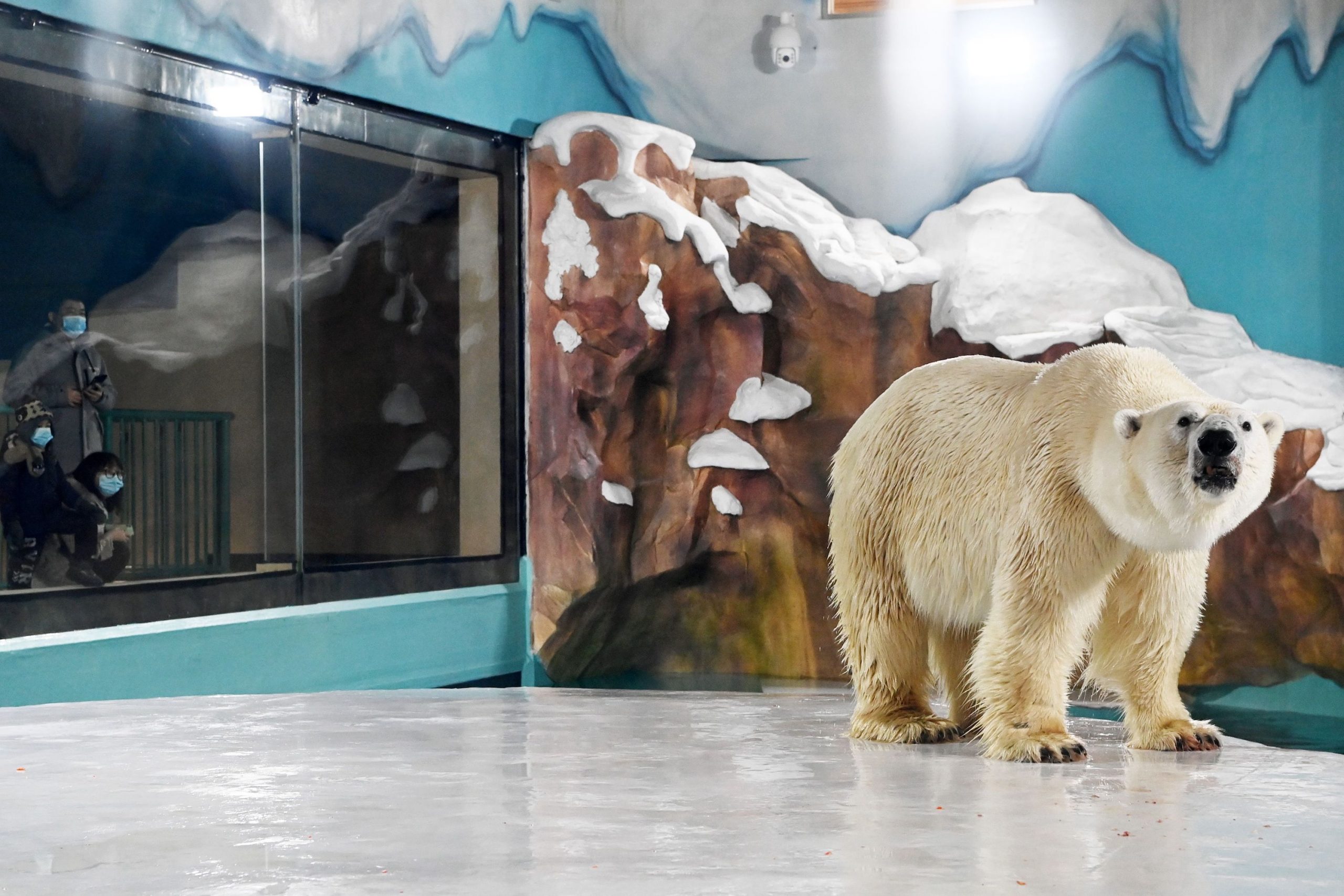 In Cina apre (tra le polemiche) un hotel popolato da orsi polari