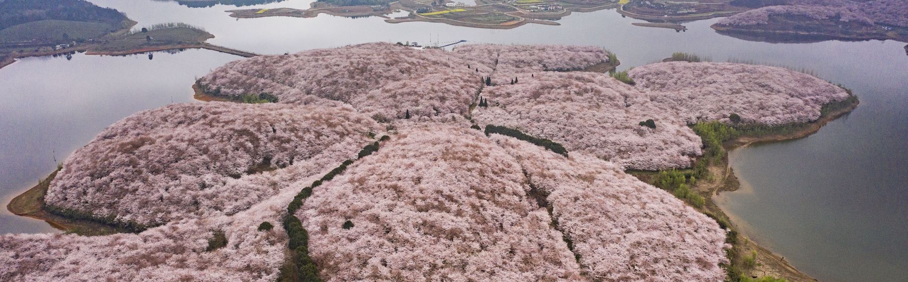 La sfolgorante fioritura dei ciliegi del Guizhou, nel sudovest cinese