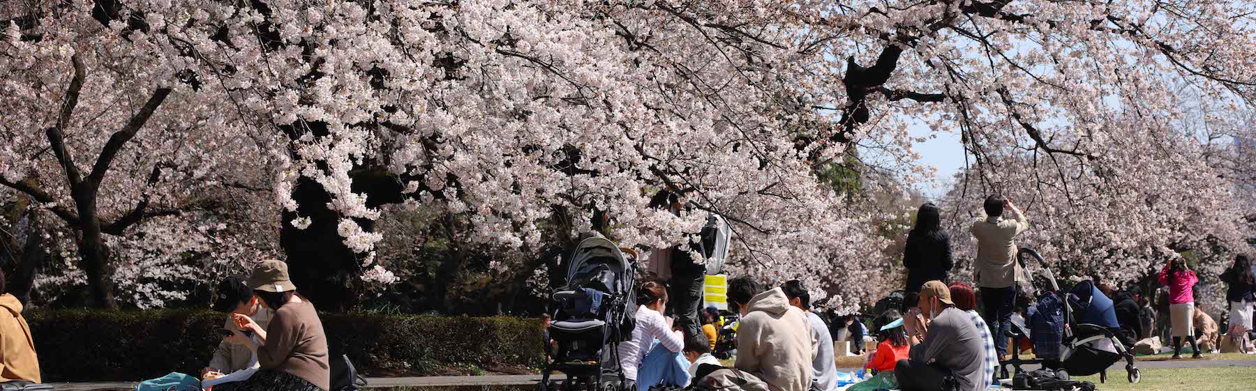 È il momento dell’hanami, la spettacolare fioritura dei ciliegi giapponesi