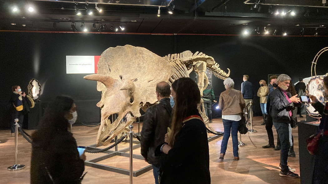 Big John, in arrivo il documentario sul triceratopo più grande (e costoso) della storia
