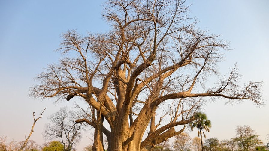 Baobab gigante in Zimbabwe: abbiamo scoperto quanti anni ha