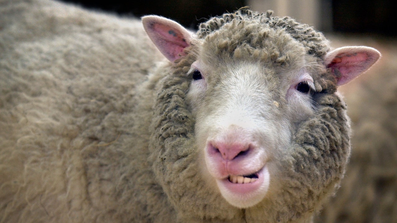 Pecora Dolly, 25 anni fa veniva annunciata al mondo la clonazione