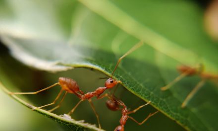 Cancro: le formiche possono riconoscerlo con l’olfatto