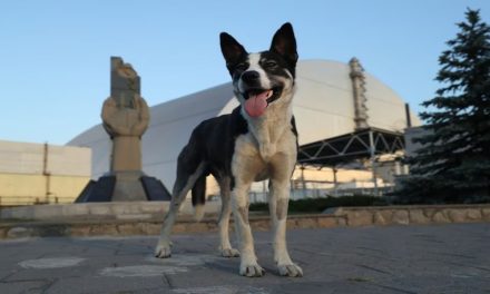 Scoperta una nuova specie sul Pianeta Terra: a causa delle radiazioni nucleari, i cani di Cernobyl hanno un unicum genetico