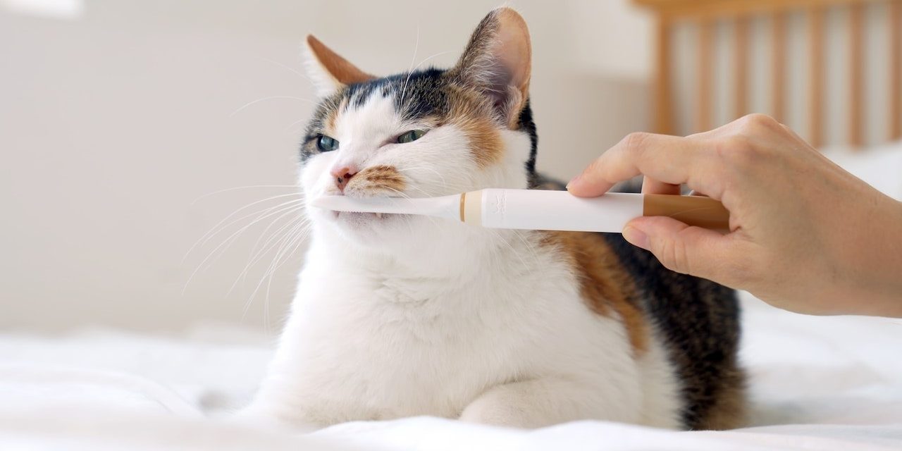Lo spazzolino elettrico per gatti che fa le fusa