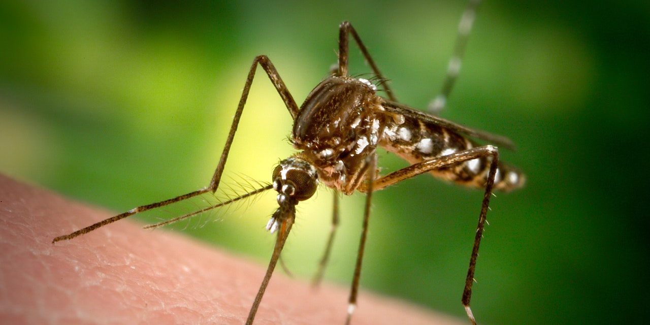 Dengue, per combatterla il Brasile sarà invaso da zanzare modificate
| Wired Italia