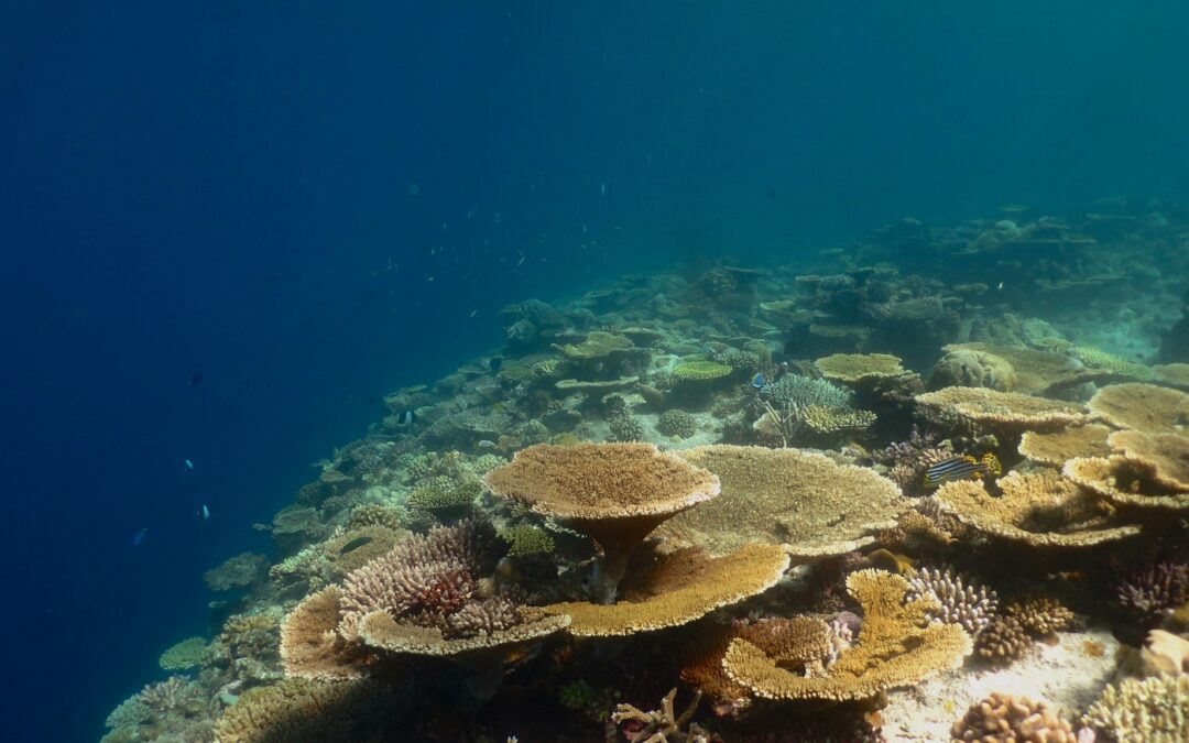 Coralli, usare la curcuma per proteggerli dallo sbiancamento
| Wired Italia