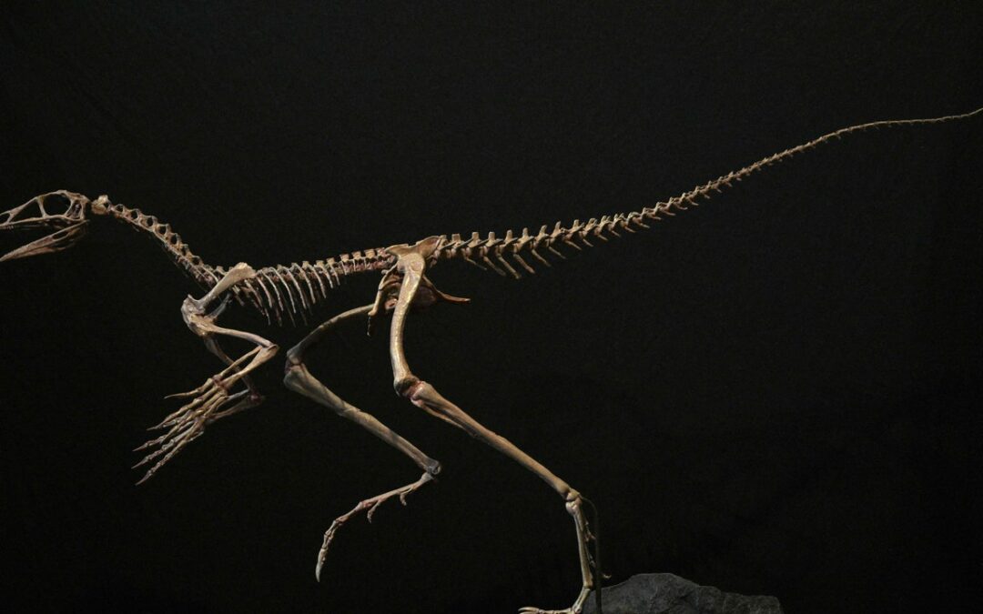 Pterosauri, abbiamo trovato un nuovo antenato
| Wired Italia