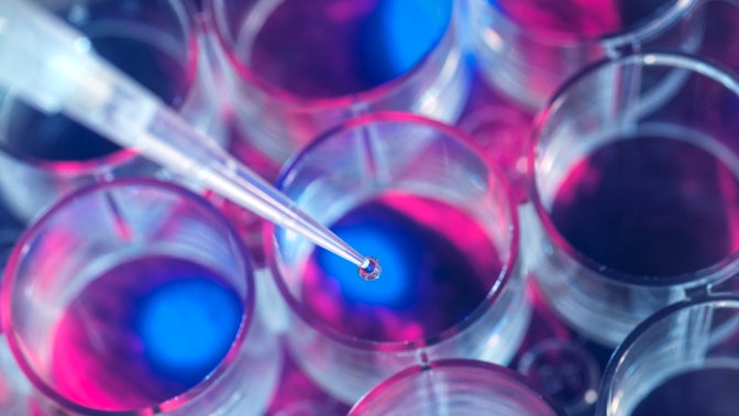 Embrioni umani artificiali “completi” sono stati sviluppati in laboratorio