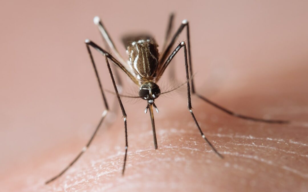 Febbre gialla e dengue in Italia, c’è un po’ di confusione