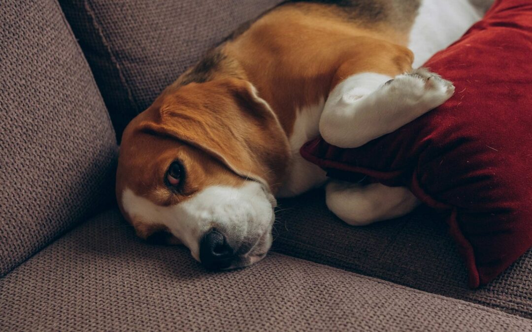 Cani, perché in Cina hanno indotto di proposito l’autismo in un gruppo di beagle