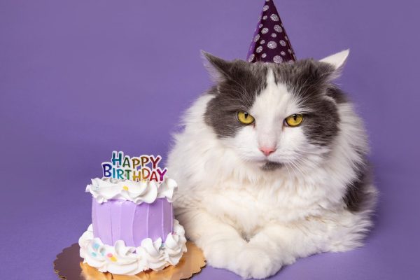 Vita media del gatto, dipende dalla razza. Ecco quali sono quelle più longeve