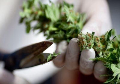Cannabis, la lotta del governo sta assumendo proporzioni grottesche