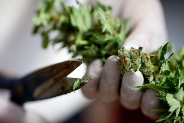 Cannabis, la lotta del governo sta assumendo proporzioni grottesche