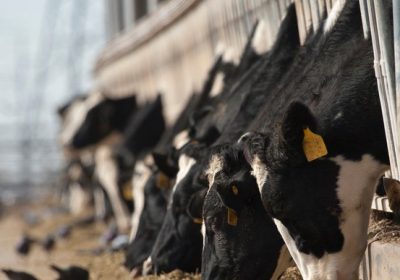 Influenza aviaria, negli Stati Uniti un’altra persona che lavora con i bovini ha contratto la malattia