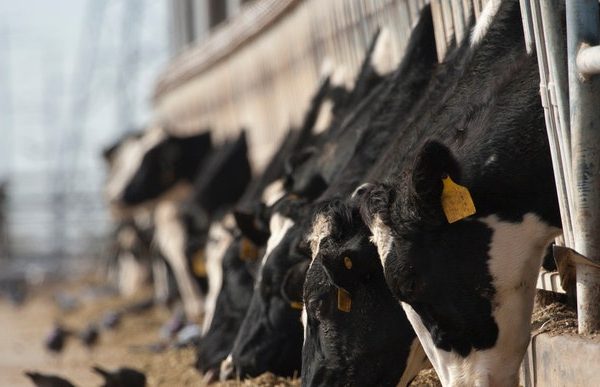 Influenza aviaria, negli Stati Uniti un’altra persona che lavora con i bovini ha contratto la malattia