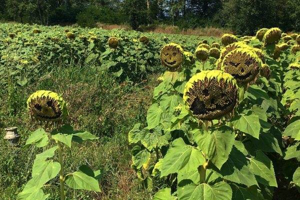 Il Sole è “strano” e i girasoli hanno smesso di seguirlo: le nuove teorie del complotto