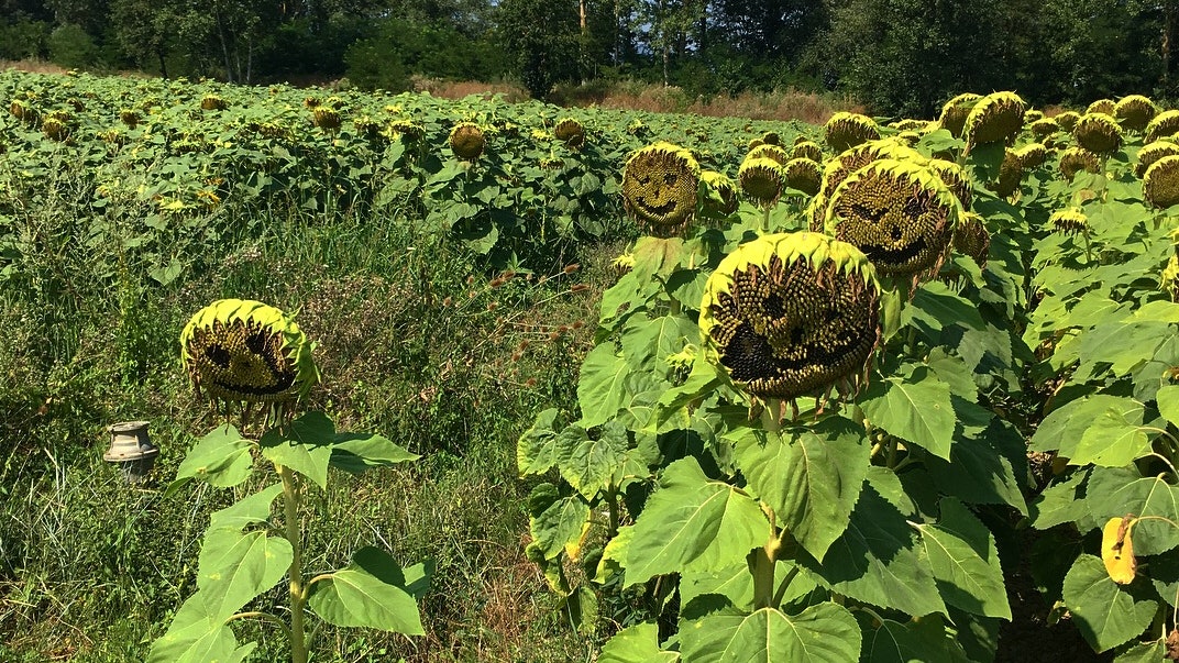 Il Sole è “strano” e i girasoli hanno smesso di seguirlo: le nuove teorie del complotto