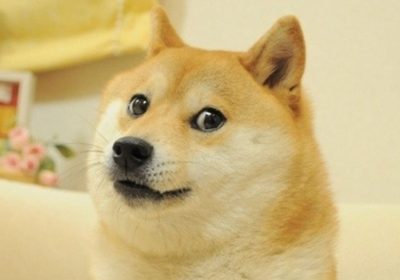 Kabosu, la shiba inu che ha ispirato il meme del Dogecoin, è morta