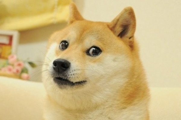 Kabosu, la shiba inu che ha ispirato il meme del Dogecoin, è morta