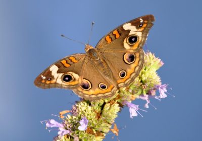 Farfalle, come uno sciame è riuscito ad attraversare l’oceano Atlantico senza mai fermarsi