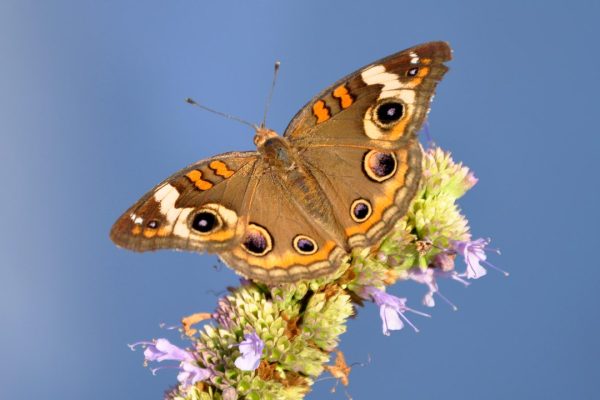 Farfalle, come uno sciame è riuscito ad attraversare l’oceano Atlantico senza mai fermarsi
