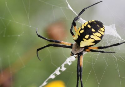 I ragni giganti Jorō stanno per “invadere” gli Stati Uniti, ma non sono una minaccia per gli esseri umani