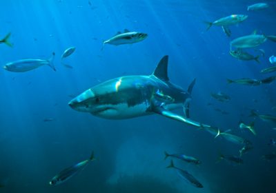 Squali, come i cambiamenti climatici hanno modificato il loro comportamento