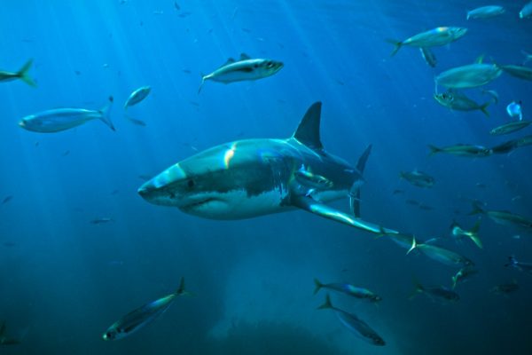 Squali, come i cambiamenti climatici hanno modificato il loro comportamento