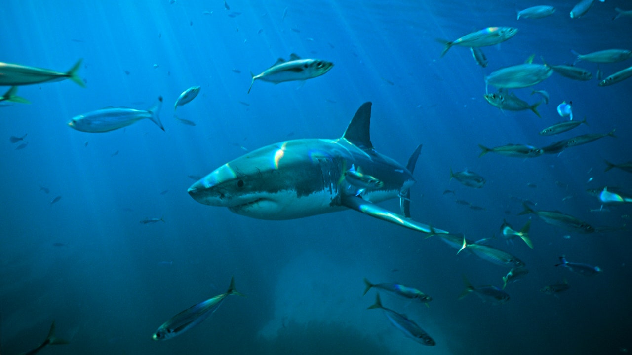 Squali, come i cambiamenti climatici hanno modificato il loro comportamento