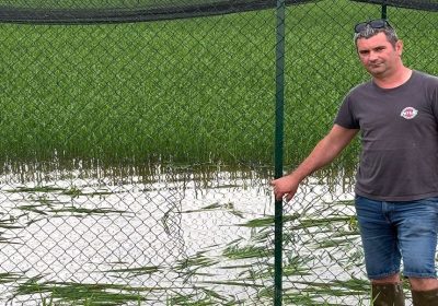 Tea, 6 cose da sapere per capire come funzionano le tecniche di evoluzione assistita delle piante