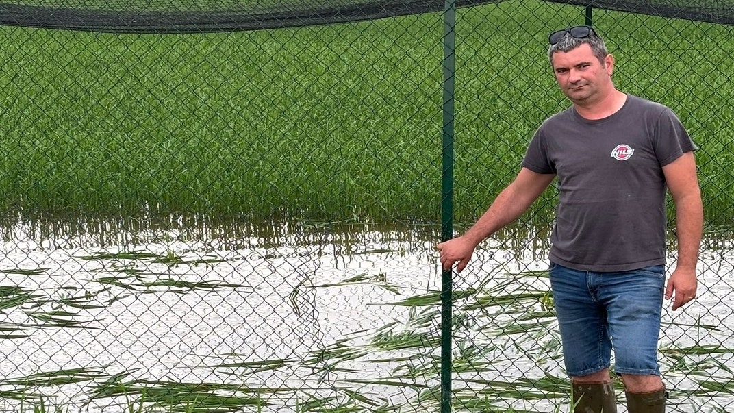 Riso Tea, il primo campo in Italia è stato distrutto