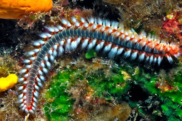 Il vermocane ha un nome da film horror, ma non è una minaccia per la nostra estate