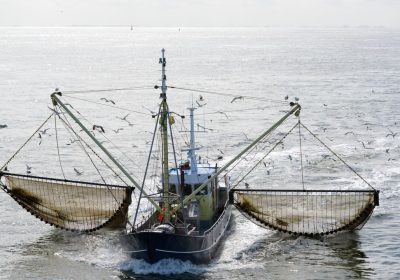 Web scraping, come evitare la pesca a strascico dei dati per allenare l’intelligenza artificiale