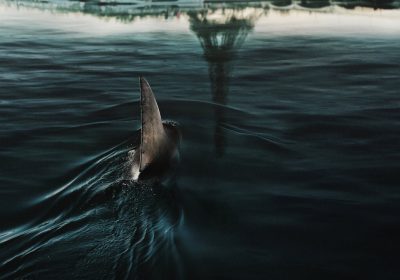 I film da vedere su Netflix e in streaming se vi appassionano le creature giganti e minacciose