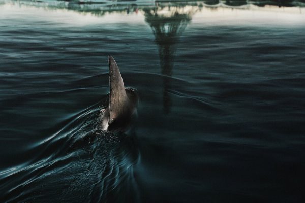 I film da vedere su Netflix e in streaming se vi appassionano le creature giganti e minacciose