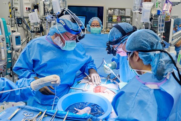 Trapianto rene di maiale, perché in una donna è durato due mesi