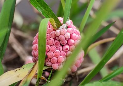 Lumaca mela, cos’è e perché le sue uova rosa sono pericolose