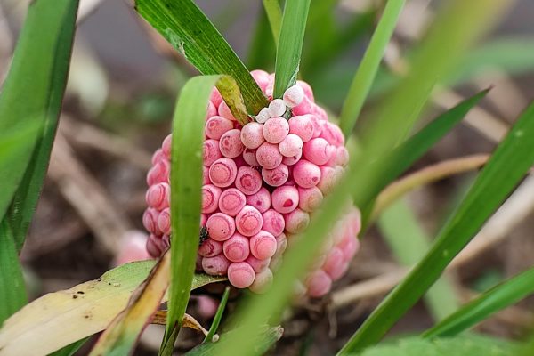 Lumaca mela, cos’è e perché le sue uova rosa sono pericolose