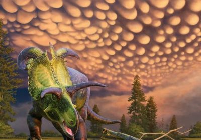 Dinosauro, ecco il lokiceratopo, il gigante (erbivoro) che prende il nome dal dio Loki