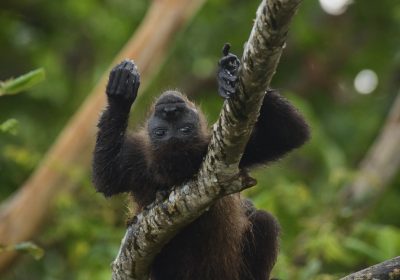 Caldo estremo, la strage di scimmie in Messico