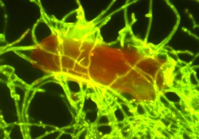 Plastica, c’è un piccolissimo fungo che la “mangia” e che può aiutare a ripulire gli oceani