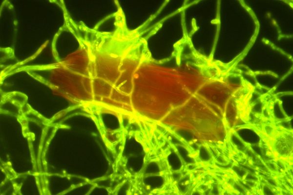 Plastica, c’è un piccolissimo fungo che la “mangia” e che può aiutare a ripulire gli oceani