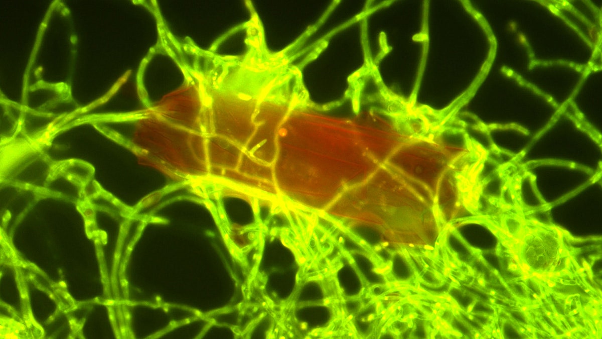 Plastica, c’è un piccolissimo fungo che la “mangia” e che può aiutare a ripulire gli oceani