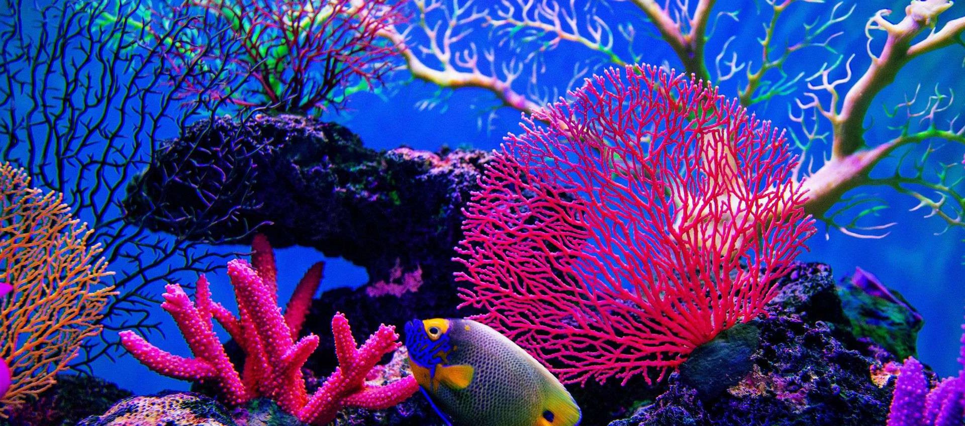 SurfPerch, l’AI di Google per salvare le barriere coralline