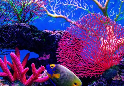 SurfPerch, l’AI di Google per salvare le barriere coralline