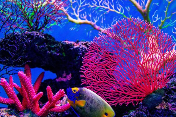 SurfPerch, l’AI di Google per salvare le barriere coralline