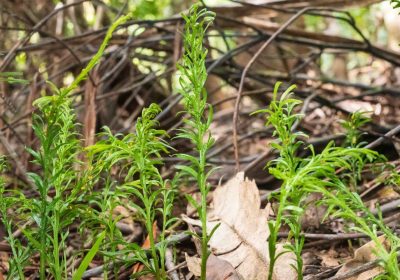 Genoma, una felce batte il record di quello più grande mai scoperto. Ma a cosa le serva rimane un mistero